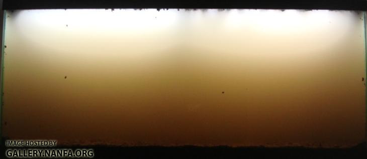 Friday night a few hours after starting activated carbon