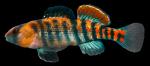 Etheostoma  spectabile