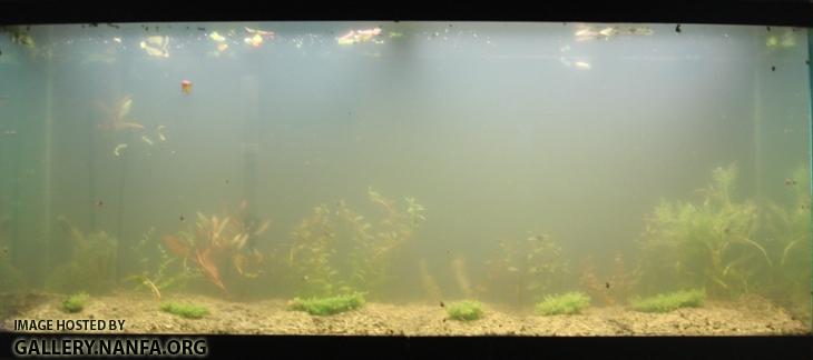 new plants settled