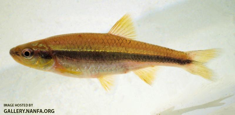 north oconee Yellowfin Shiner (19)
