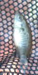 conn bass close