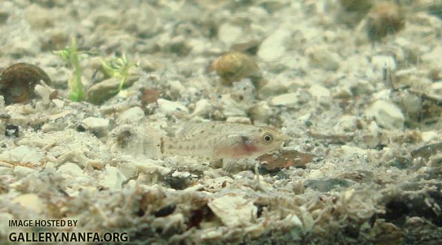 elassoma gilberti on north carolinan walmart special kitty substrate