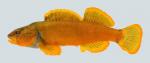 Etheostoma tippecanoe Tippecanoe Darter 