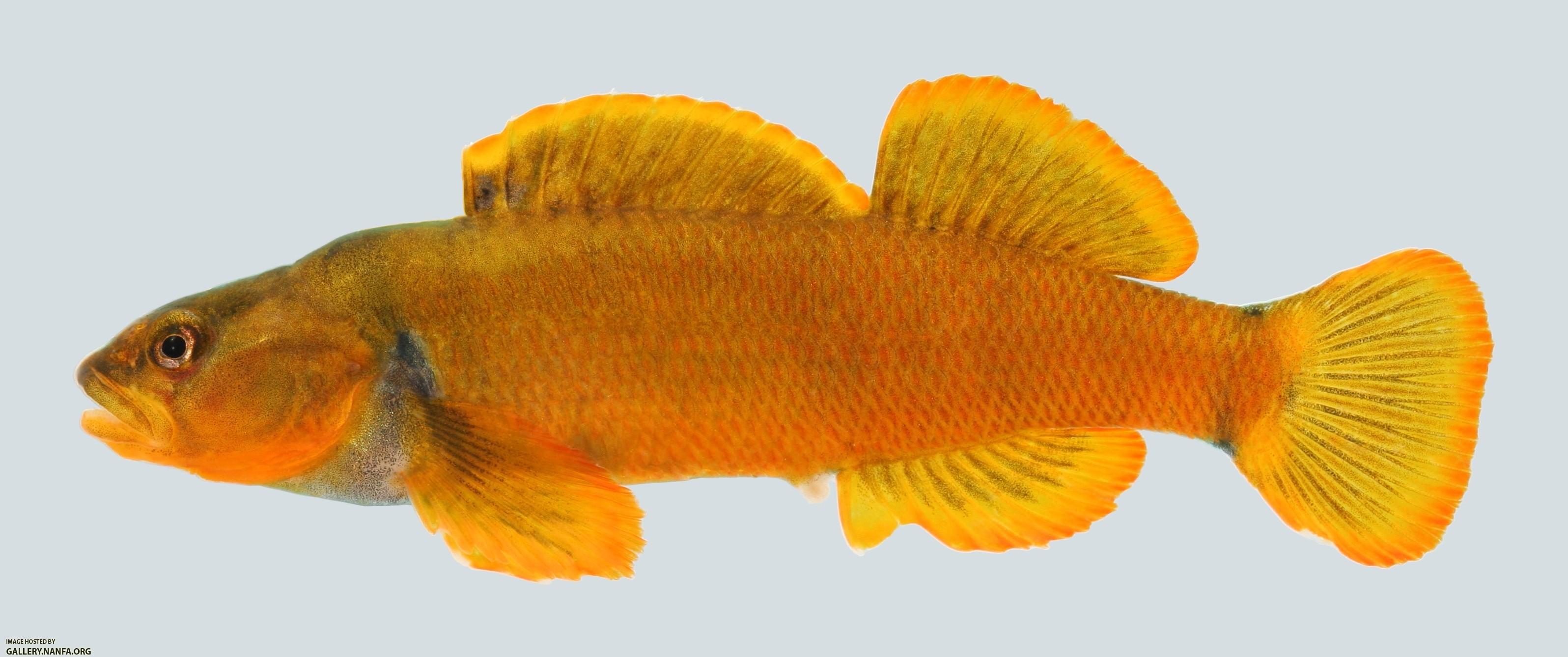 Etheostoma tippecanoe Tippecanoe Darter 