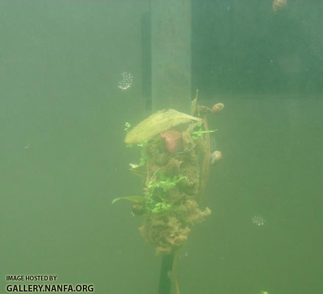 filter sponge cover