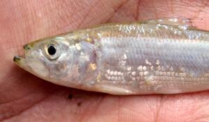 Skipjack Herring