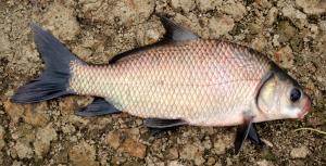 Smallmouth Buffalo