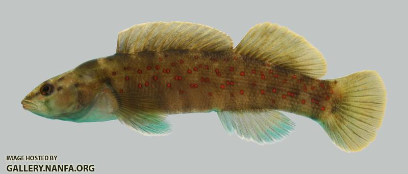 Etheostoma maculatum  Spotted Darter 1