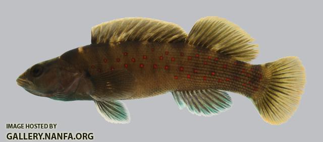 Etheostoma maculatum  Spotted Darter 2.2