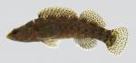 Etheostoma maculatum Spotted Darter 3