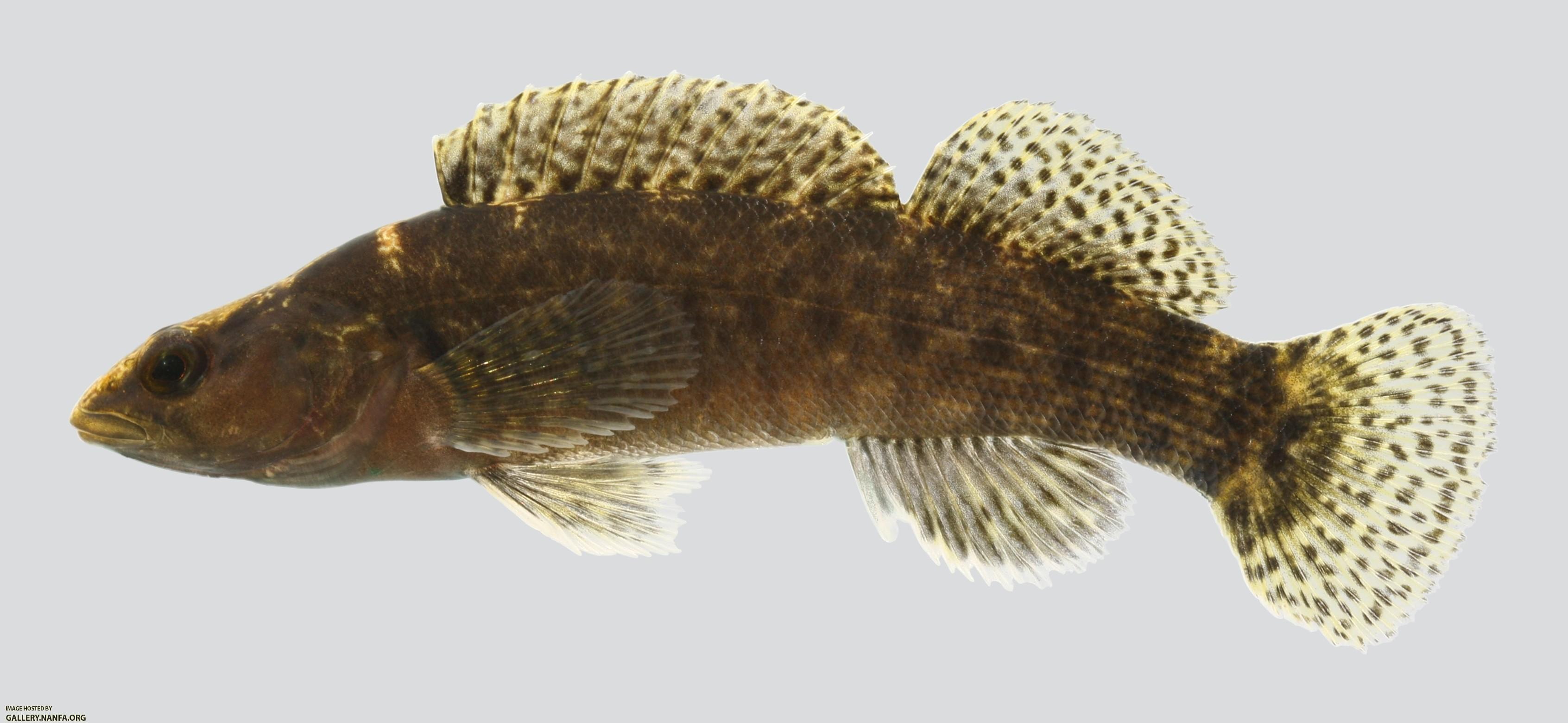 Etheostoma maculatum Spotted Darter 3