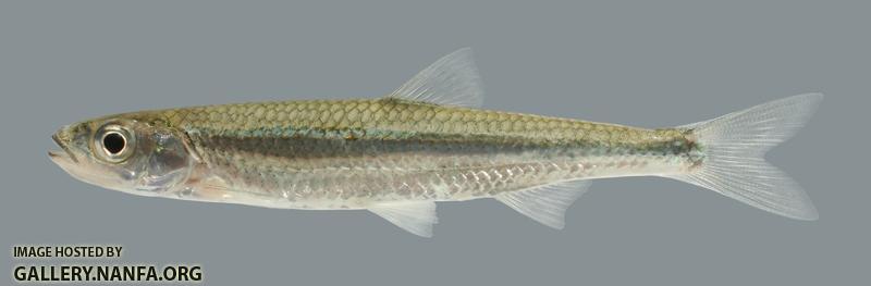Notropis photogenis  Silver Shiner