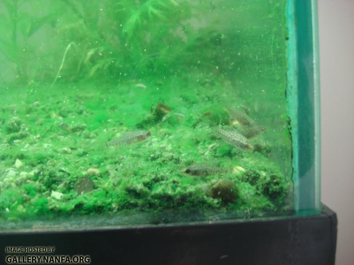 traumatized pygmy sunfish front right corner