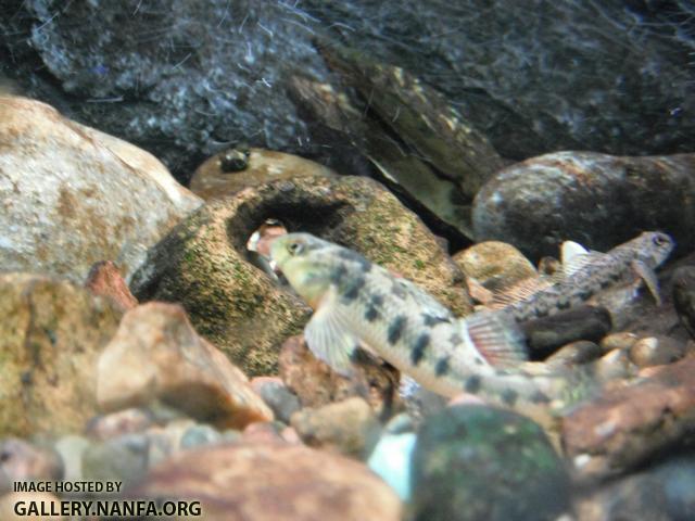 KY Darter & Greenside 1.JPG