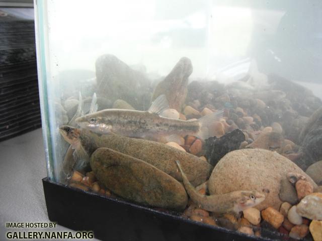 Clean the Cumberland - Fish 1.JPG