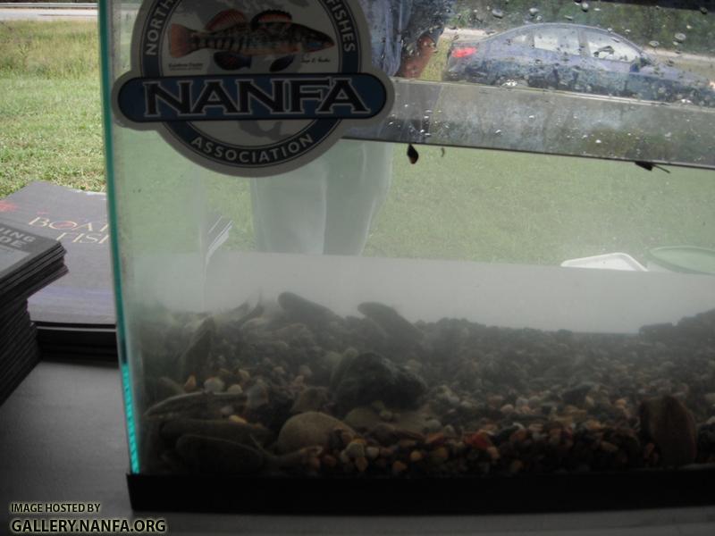 Clean the Cumberland - Tank Setup 3.JPG