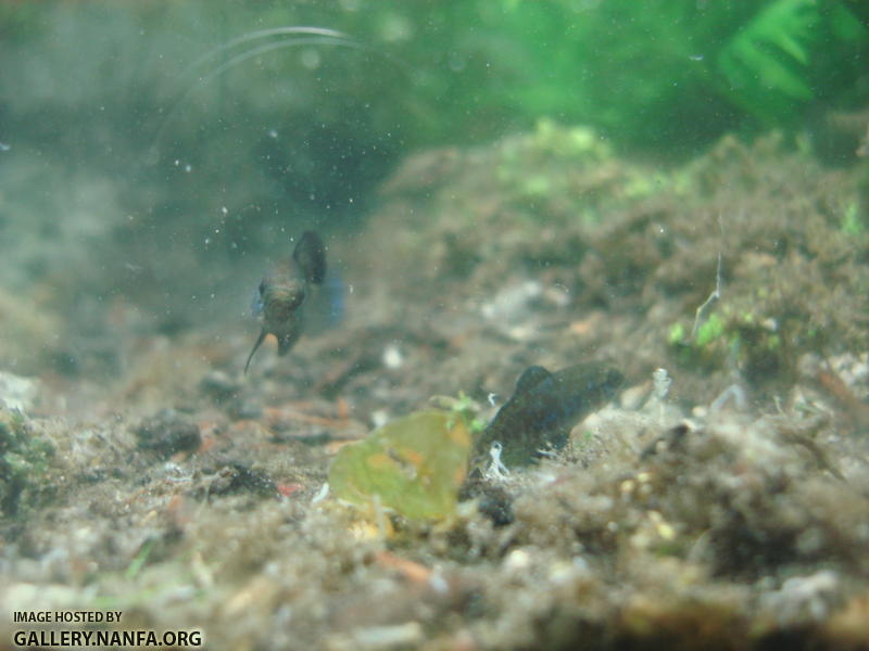 territorial sparring over prime bloodworm land