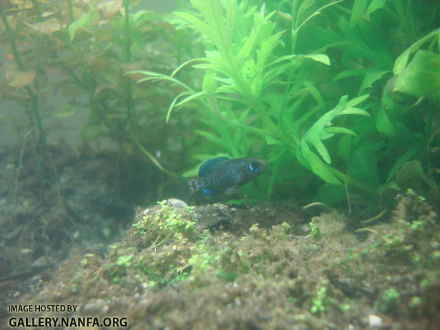 pretty elassoma gilberti male notices camera