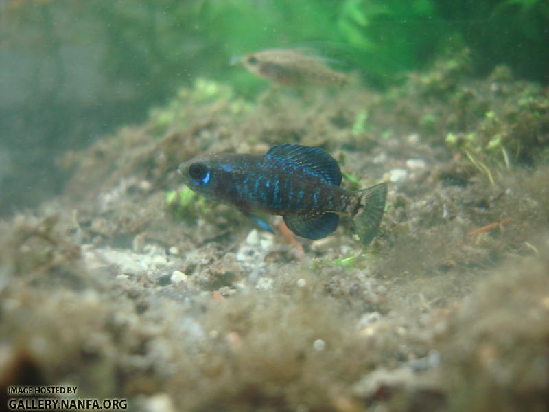 male elassoma gilberti after winning territory dispute