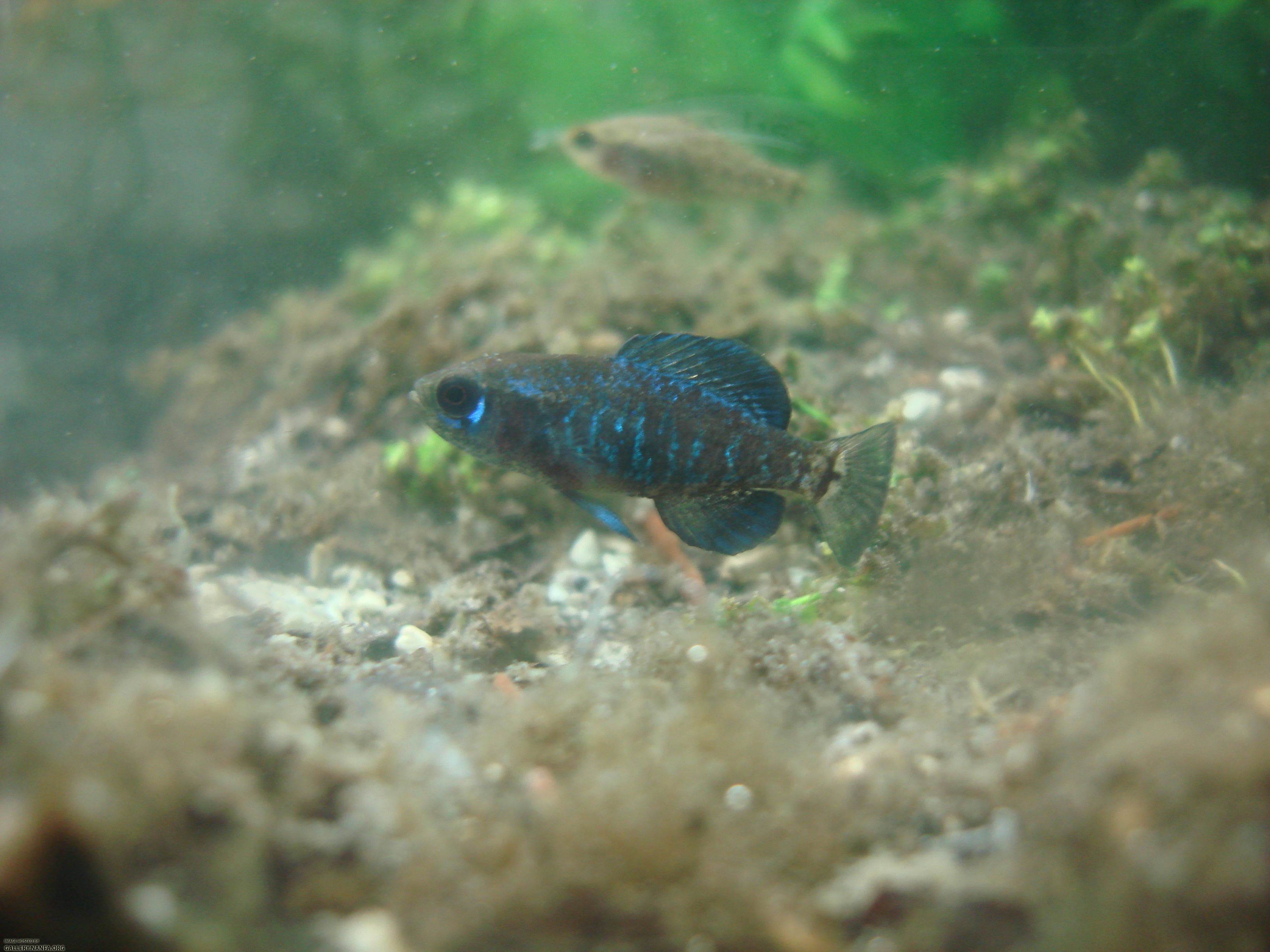 male elassoma gilberti after winning territory dispute