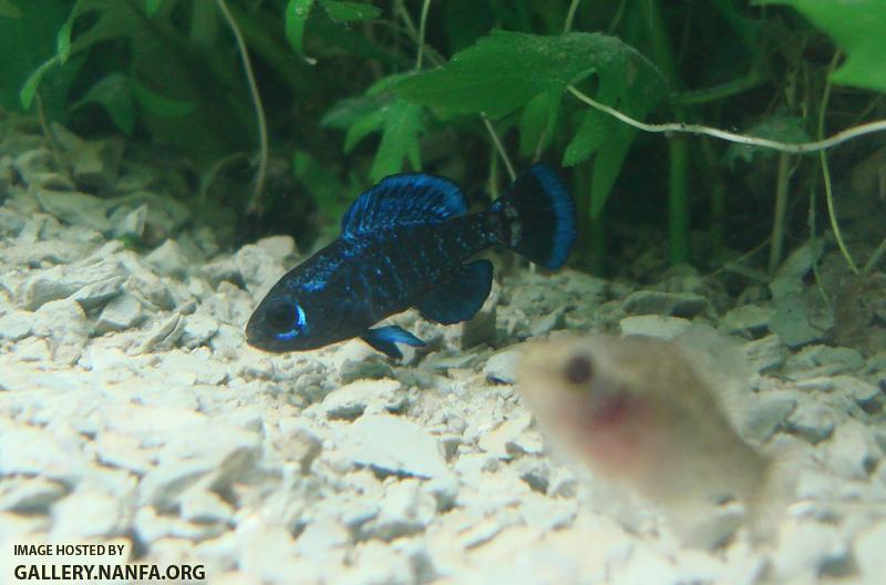 male in full color