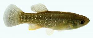 Mummichog