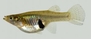 Eastern Mosquitofish