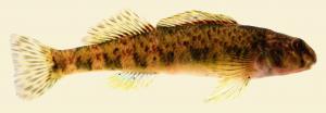 Northern Greenside Darter