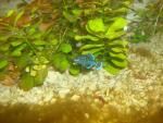 male is shiny blue