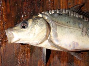 Common Carp