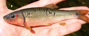 Hornyhead Chub