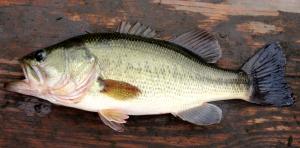 Largemouth Bass