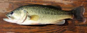 Largemouth Bass