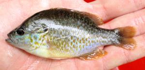 Hybrid Sunfish