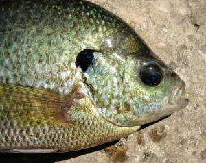 Hybrid Sunfish