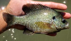 Lepomis microlophus x Lepomis macrochirus