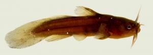 Tadpole Madtom