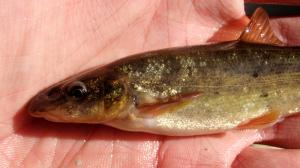 Eastern Longnose Dace