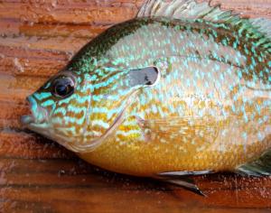 Longear Sunfish