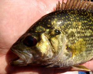 Roanoke Bass