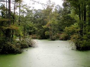 Murphy Pond