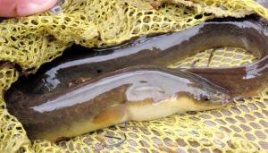 American Eel