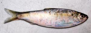 Blueback Herring