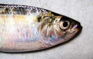 Blueback Herring