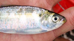 Blueback Herring