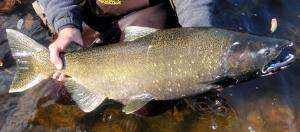 Chinook Salmon