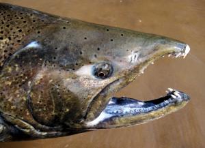 Chinook Salmon