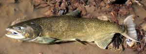 Chinook Salmon