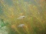 gulf coast pygmy sunfish male and female resize