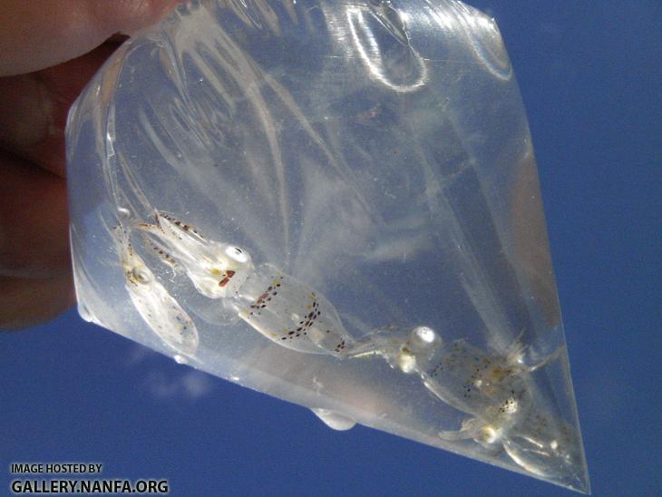 Bag o' Squid